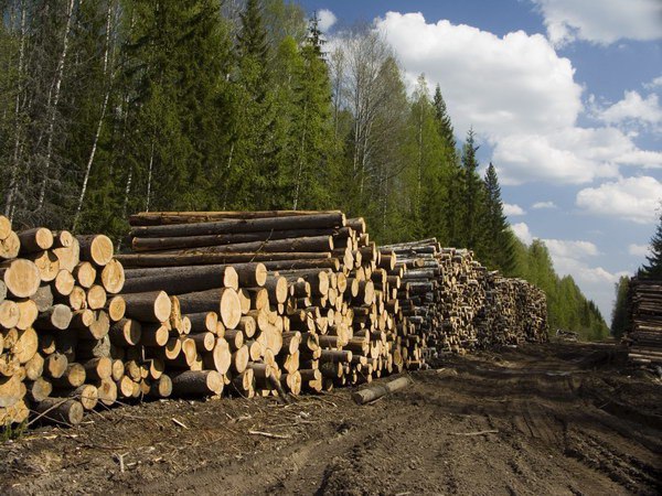 Фирму Бакурова обязали выплатить 334 млн рублей за вырубки леса под Братском