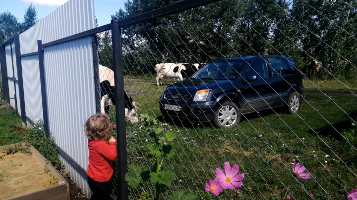 «Коровы заходят на участок, бьют рогами забор»: жители садоводства в Кетово жалуются на скот