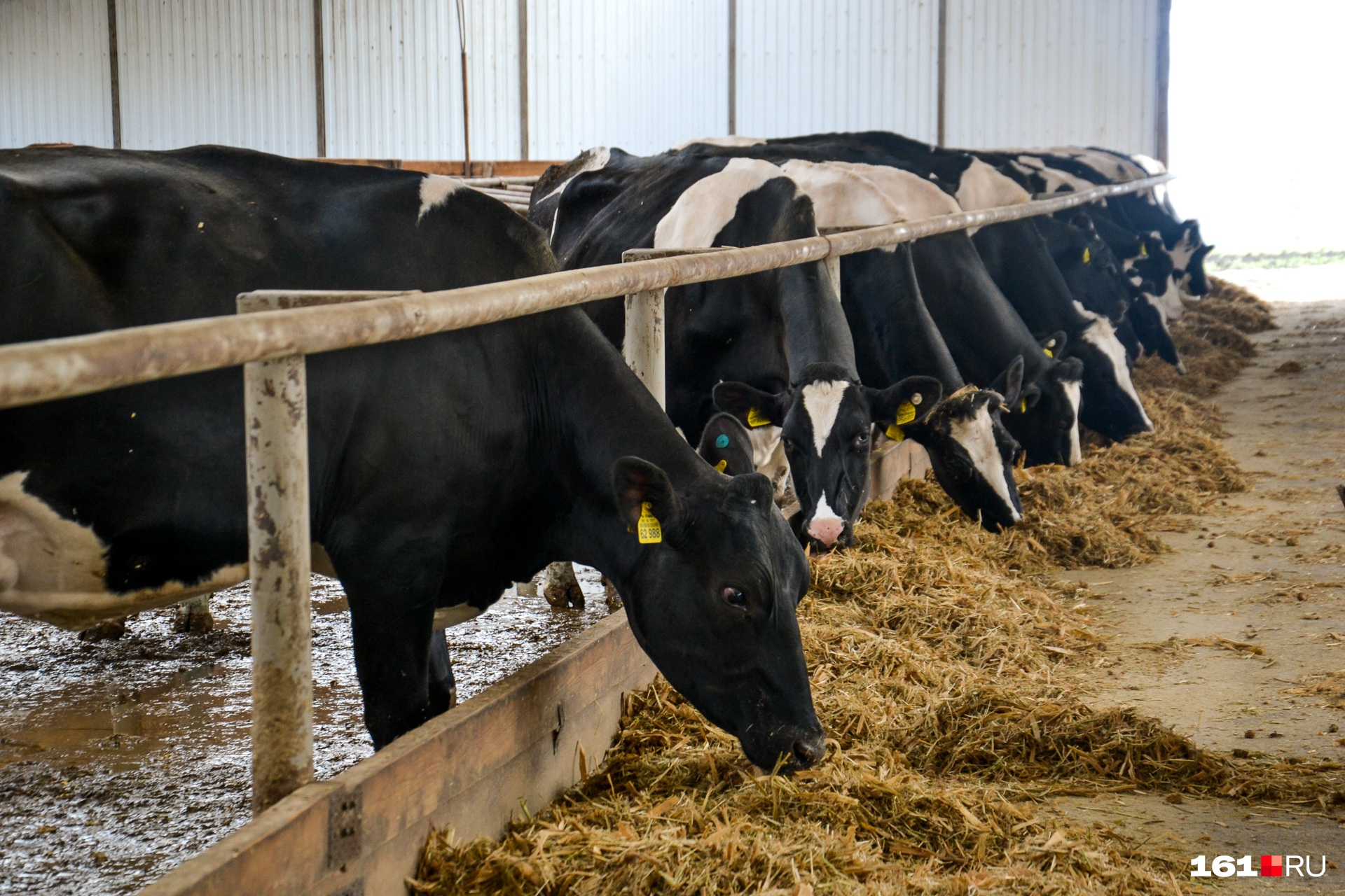 В Кузбассе больше 30 сельхозпредприятий по производству молока получили субсидии
