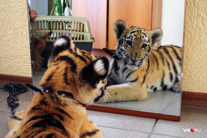 Настоящий живой тигр или львенок не будет легко поддаваться для фотосессий — уверены горожане