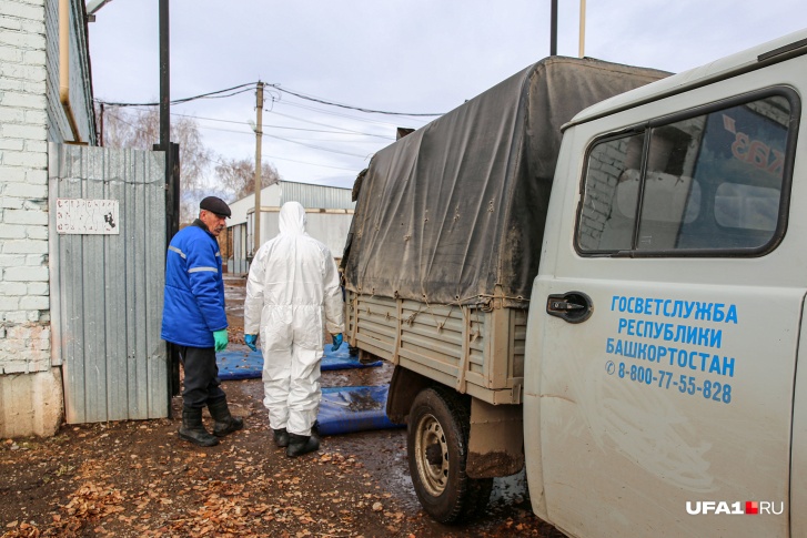 Вспышку африканской чумы зарегистрировали в одном из районов Башкирии