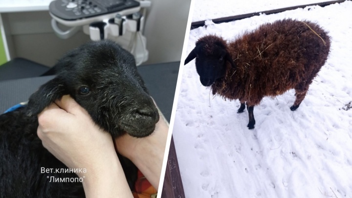 «Кормила из соски»: девушка подобрала безжизненную овечку, которая жила рядом с бездомными псами, и выходила