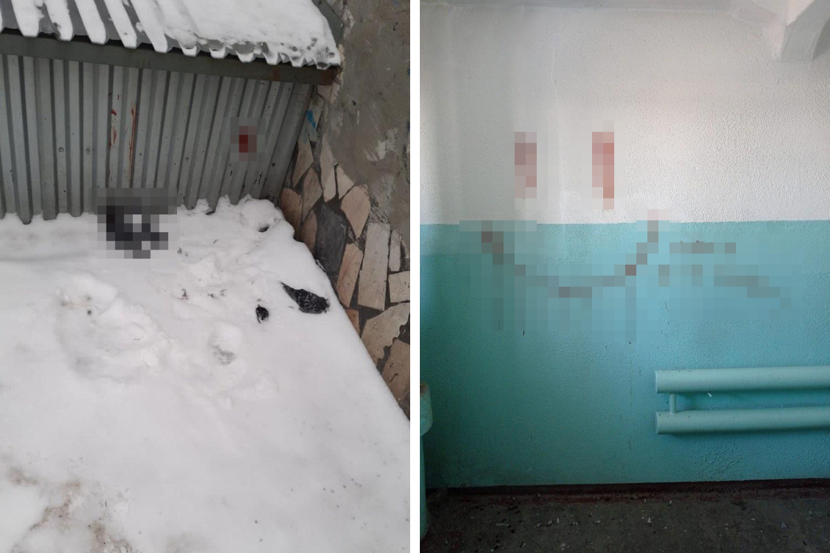 В Новосибирске неизвестные убивают голубей и разрисовывают кровью стены