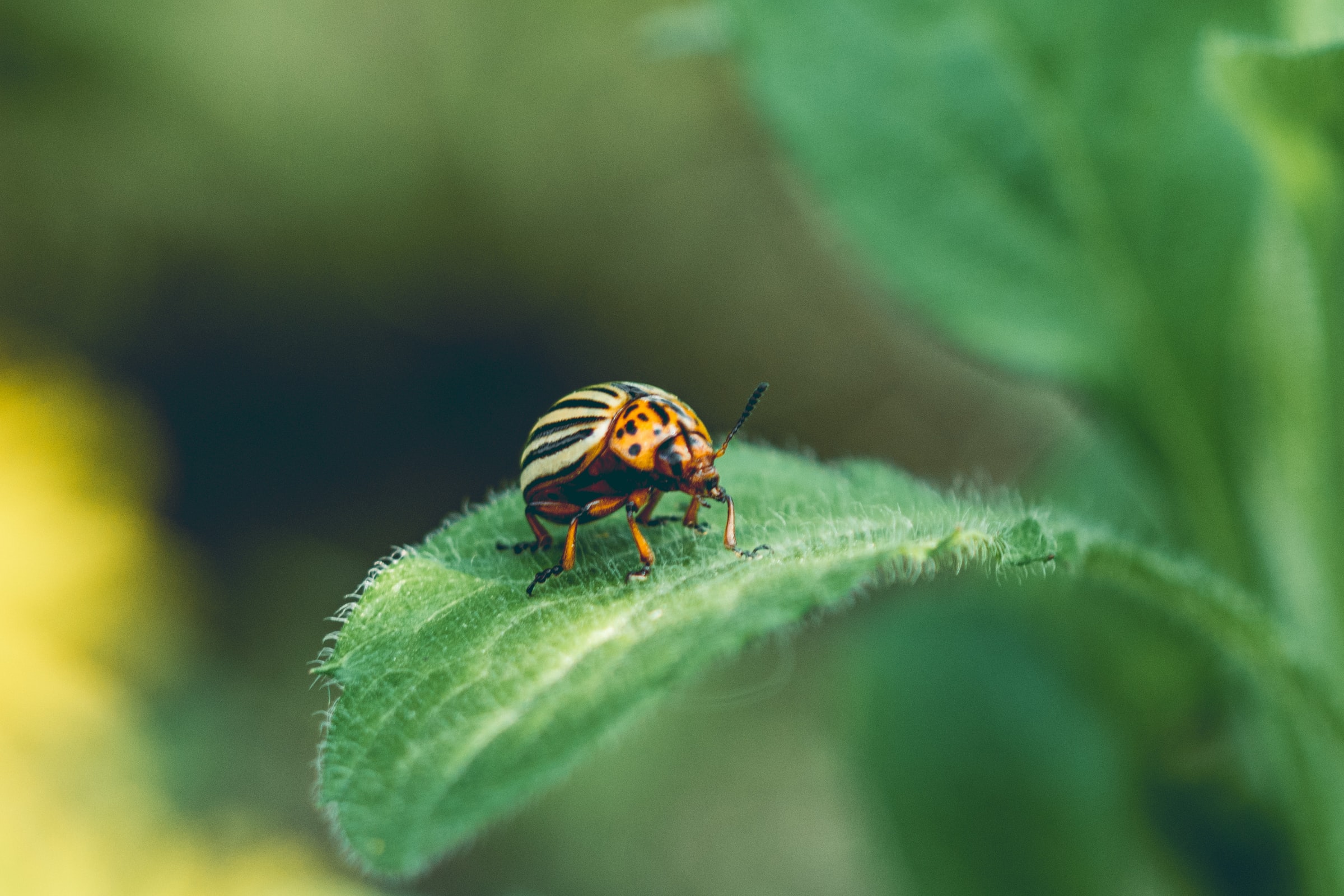 Уйди, полосатый! 6 эффективных способов избавиться от колорадского жука — есть и совсем копеечные