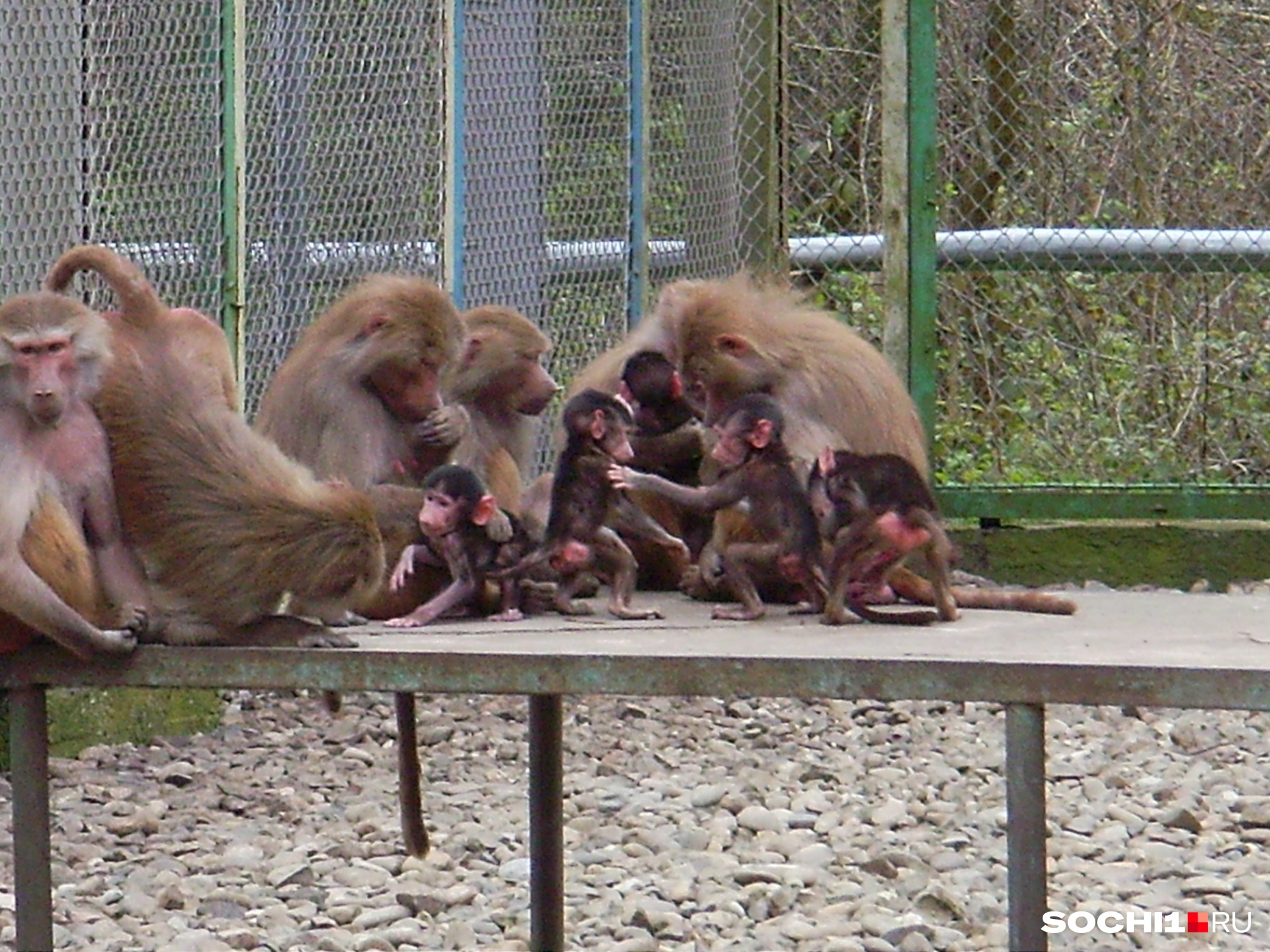 Людей от коронавируса и новых штаммов спасут обезьяны? Репортаж из НИИ медицинской приматологии в Сочи