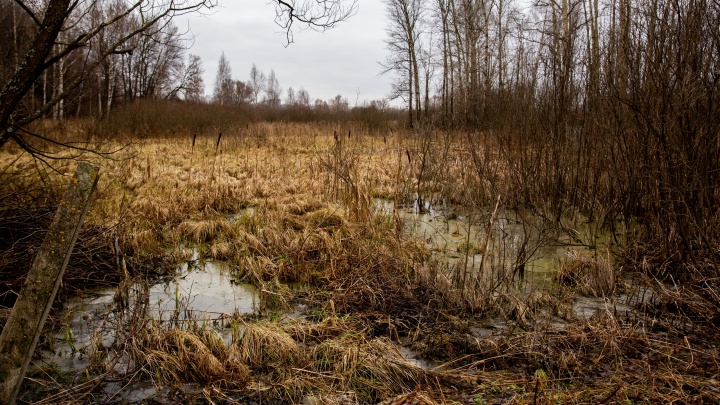 В Ярославской области 4-летнюю девочку насмерть придавило деревом