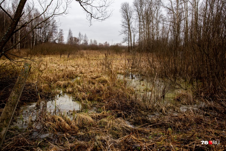В Ярославской области спиленное дерево упало на девочку