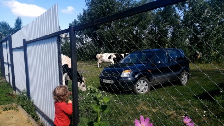 За выпас животных рядом с домами пастуху села Кетово грозит штраф