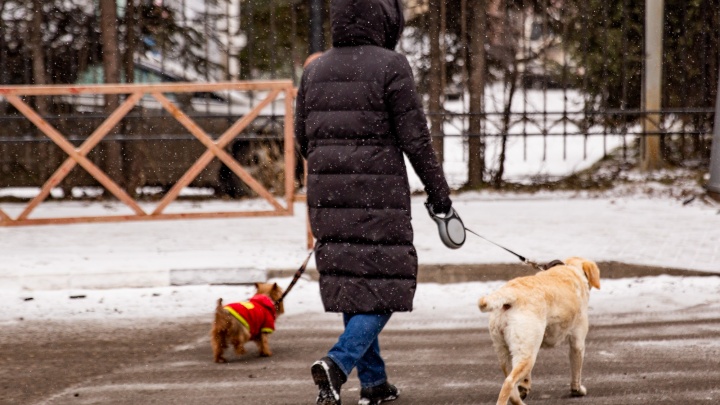 Ярославские депутаты предложили изменить правила выгула собак: что хотят сделать