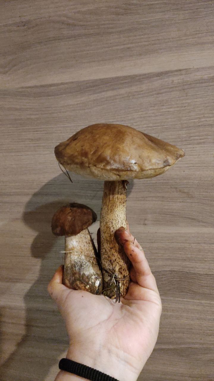 Некоторые грибы будто созданы для фото