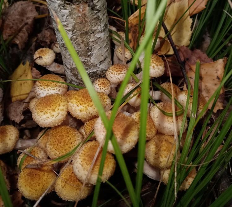 Чей гриб круче: новосибирцы хвастаются белыми грибами и опятами — 11 фото (есть даже целый кузов)