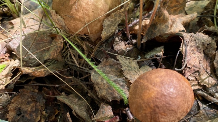 После дождичка: зауральцы делятся в соцсетях фотографиями первых грибов