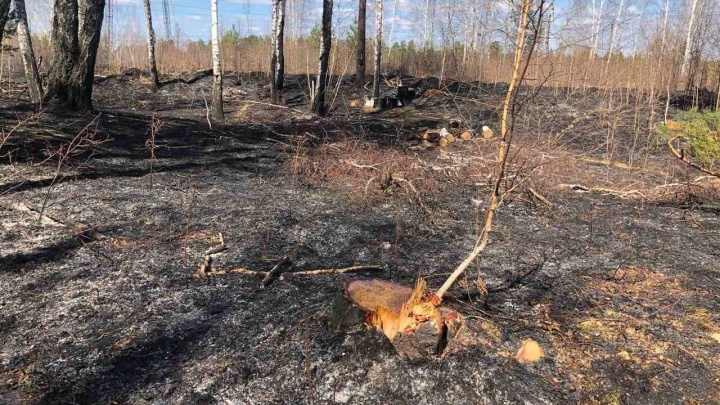 Жителей Приангарья оштрафовали на 3,7 млн рублей за нарушение пожарной безопасности в лесах