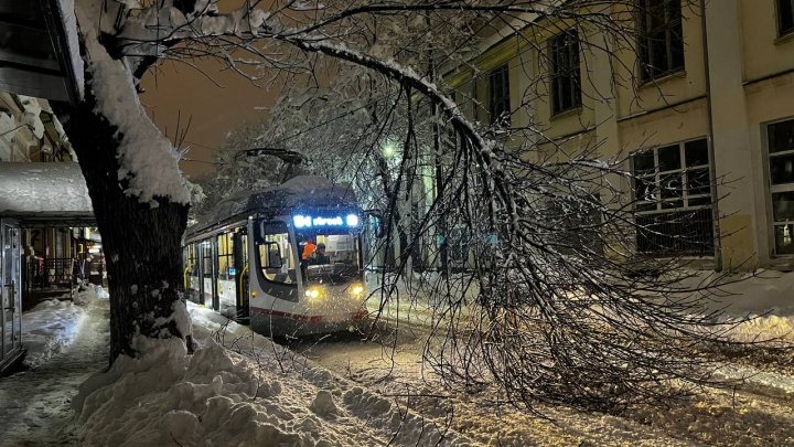 В центре Краснодара упавшая ветка остановила трамваи