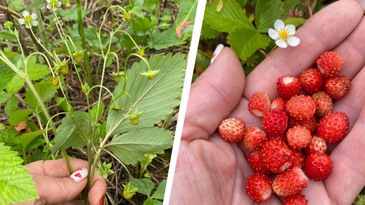 В лесах Тюмени начали собирать первую землянику — смотрим на любимые ягодки детства