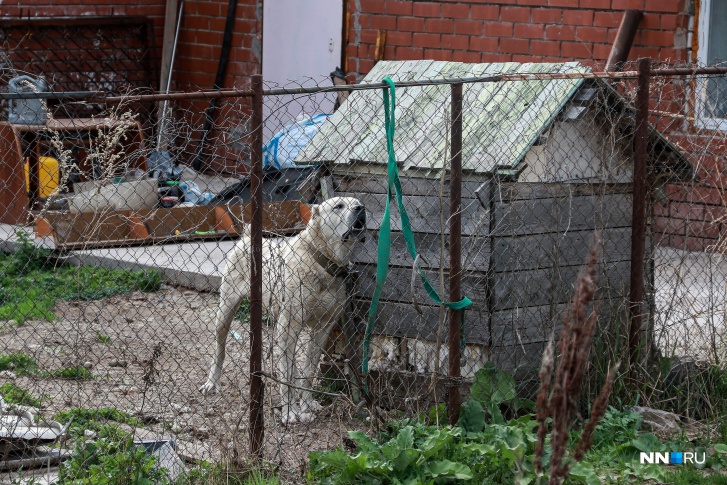 Жители отпускают на улицы домашних животных. Приюты переводят собак с гречки и риса на овсянку из-за инфляции