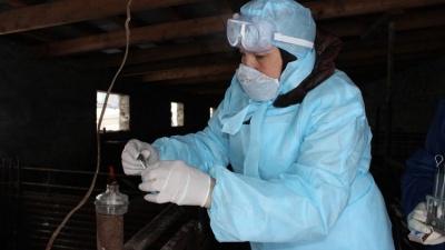 В Ростовской области зафиксирована вспышка африканской чумы свиней