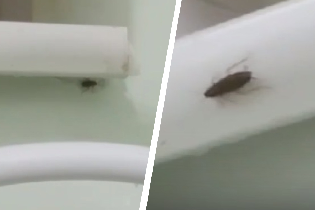 «Какая гадость!»: екатеринбурженка пожаловалась на тараканов в детской больнице