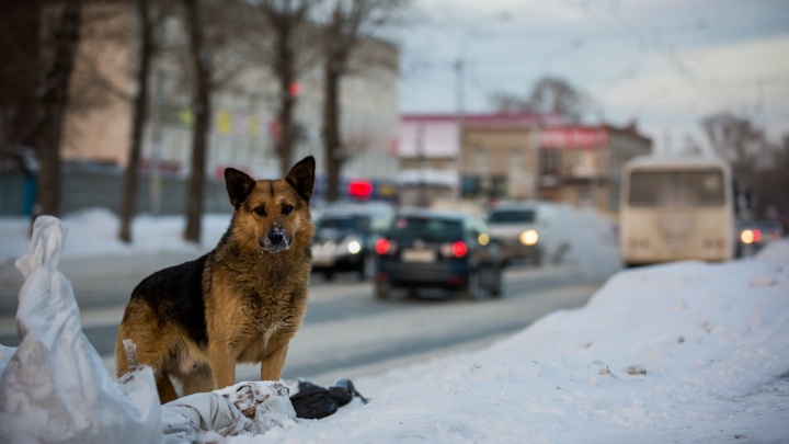 В Новосибирске на 30% выросли жалобы на бродячих собак, но уменьшилось количество отловленных