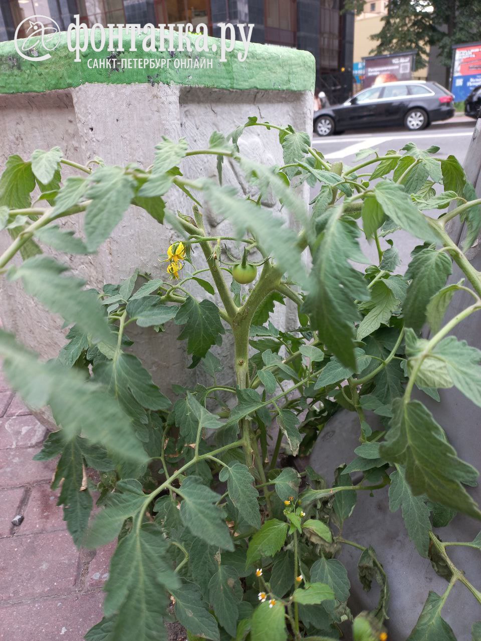 В Петербурге жизнелюбивый помидор пробился сквозь тротуарную плитку. Скоро он принесет плоды