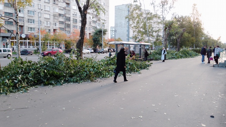 «Нас лишают зелени!»: архангельский экоактивист возмущен спилом деревьев на Воскресенской