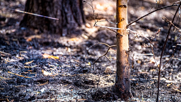 За месяц в Кузбассе произошло 90 лесных пожаров. Возбуждено более 260 административных дел