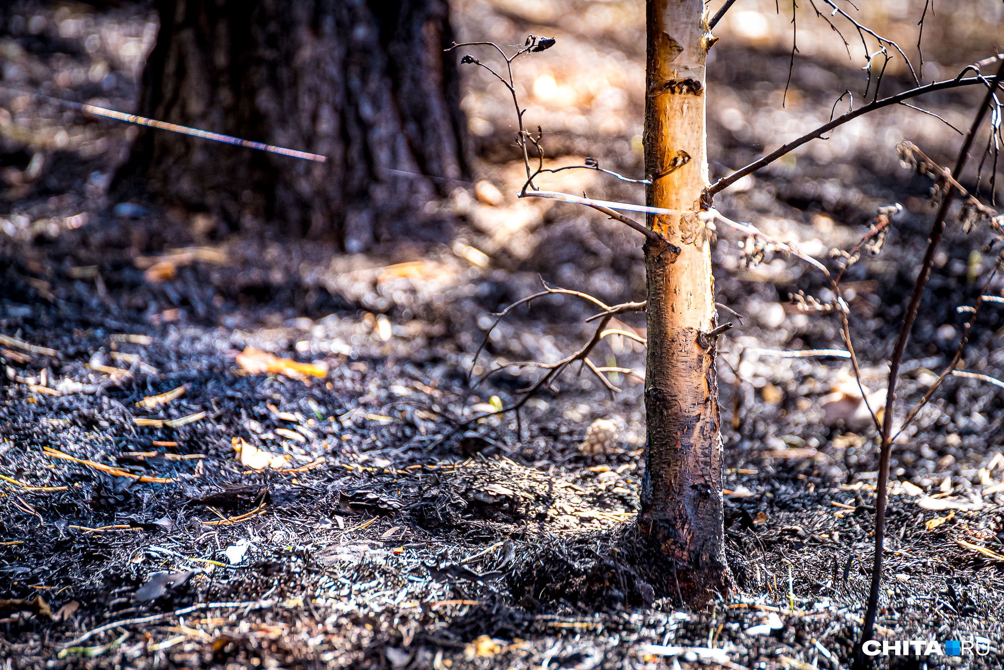 За месяц в Кузбассе произошло 90 лесных пожаров. Возбуждено более 260 административных дел