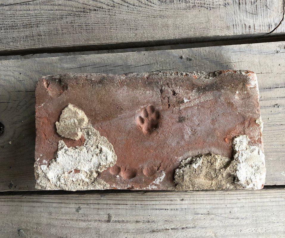 Кошачья лапка на кирпиче — одна из приятных находок во время реставрации