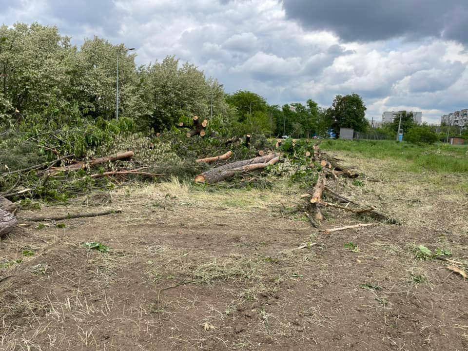 Деревья остались на земле Деревья остались на земле