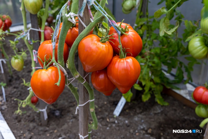В Минусинске выращивают самые большие помидоры в стране