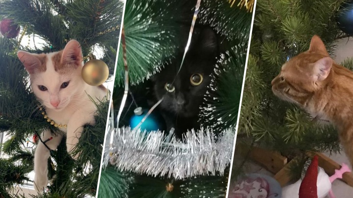 Пушистые истребители Уфы: шесть историй котов, которые объявили новогодним елкам войну (и даже выиграли ее)