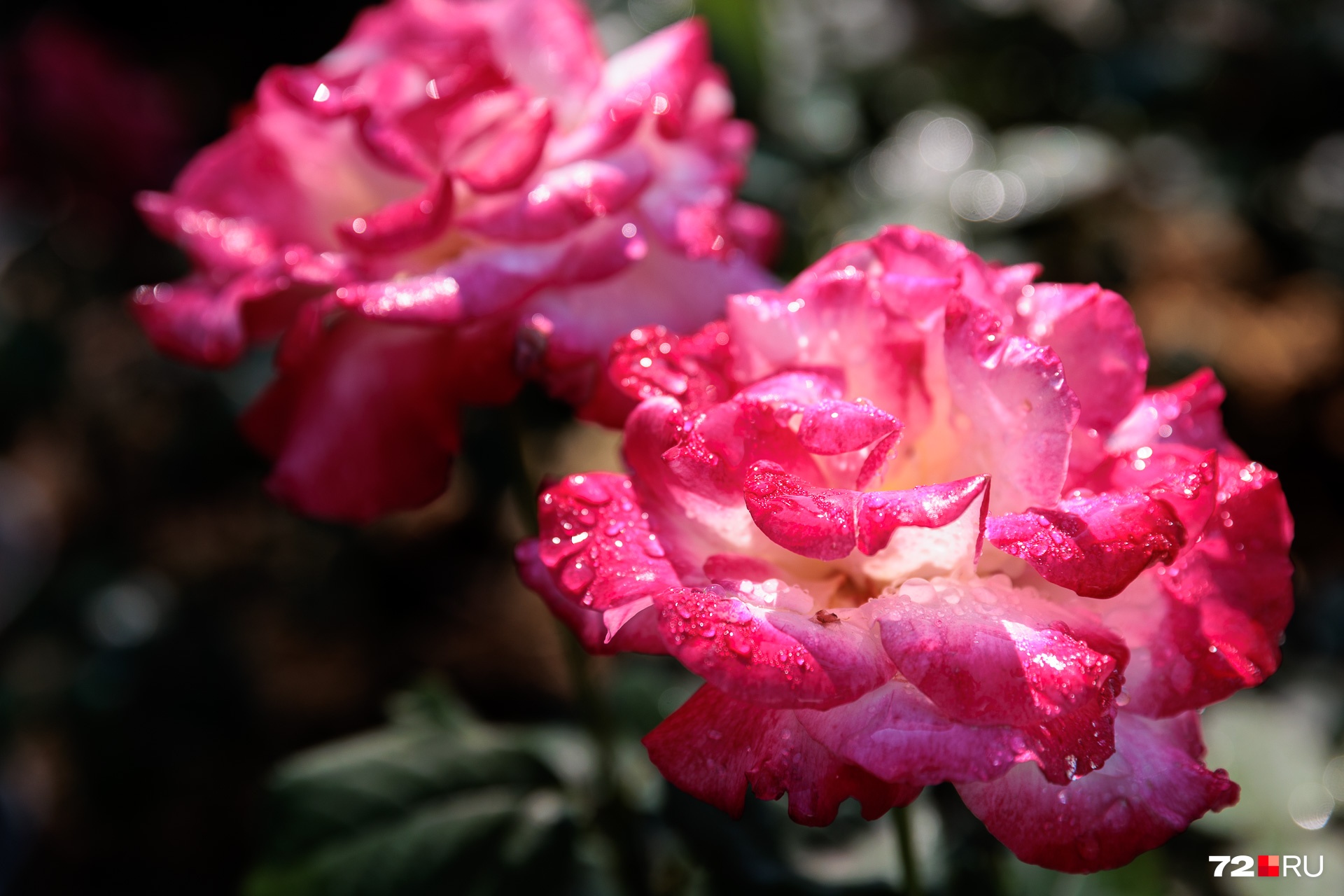 Завершим виртуальную прогулку по саду очень фотогеничными розами. И кустов, и сортов со временем станет еще больше: Наталья в этом уверена