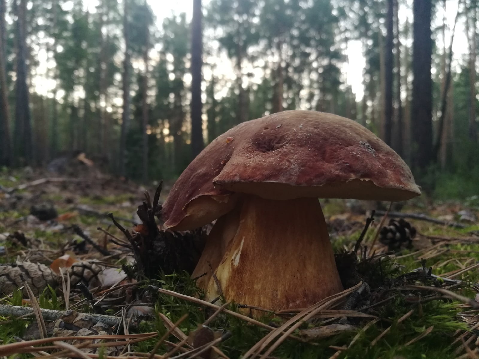 В этом году не только много хороших грибов, также вал больших и гигантских 