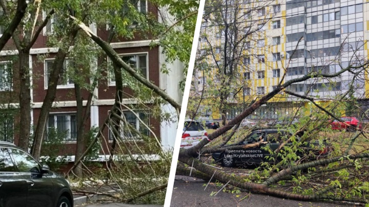 Поваленные деревья и помятые машины. Показываем фото последствий вчерашнего урагана в Москве