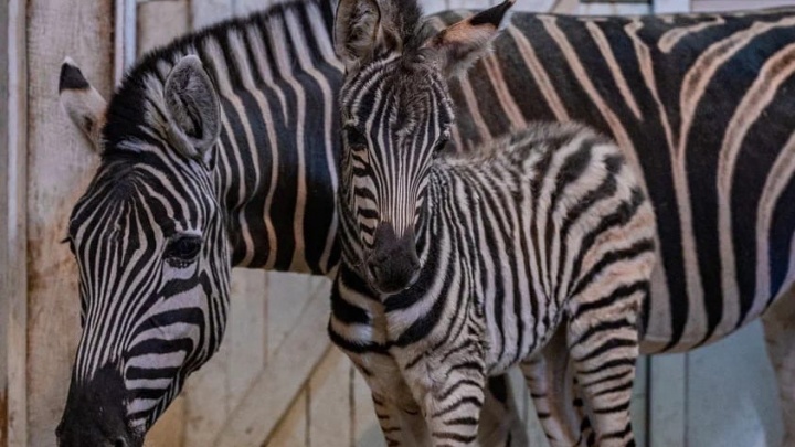 «В тельняшке родилась»: маленькая зебра появилась на свет в челябинском зоопарке