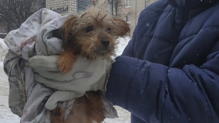 «Ели друг друга»: жительница Самарской области развела дома 120 собак