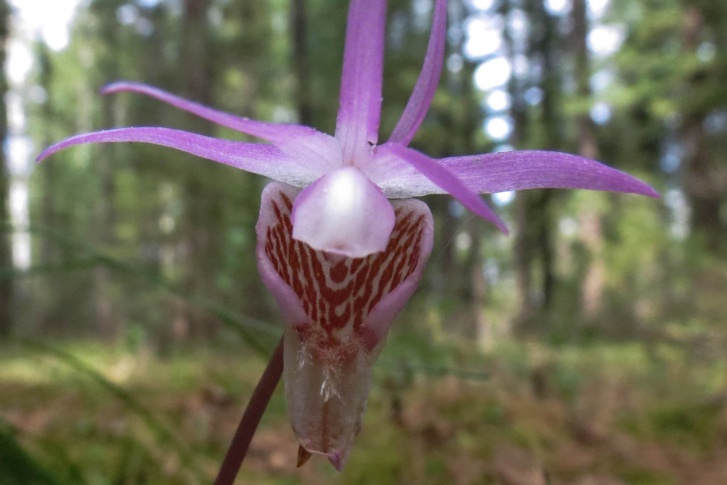 Уникальная орхидея, занесенная в Красную книгу, в новосибирских лесах обнаружена впервые