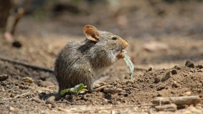 Травить не обязательно: пять проверенных способов избавиться от мышей в саду
