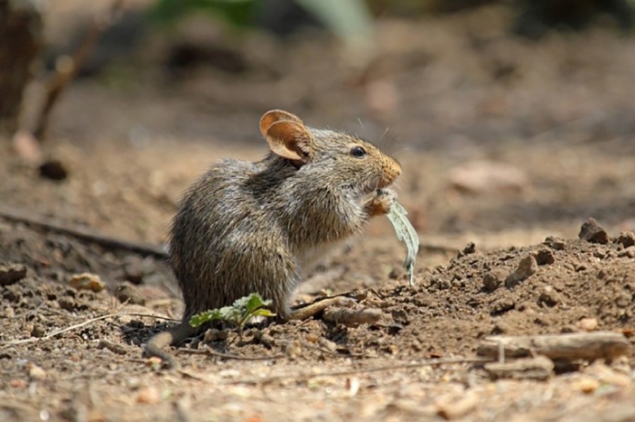 Травить не обязательно: пять проверенных способов избавиться от мышей в саду
