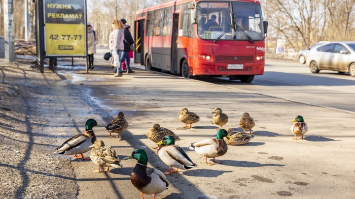 В Ярославле власти сократили расходы на общественный транспорт