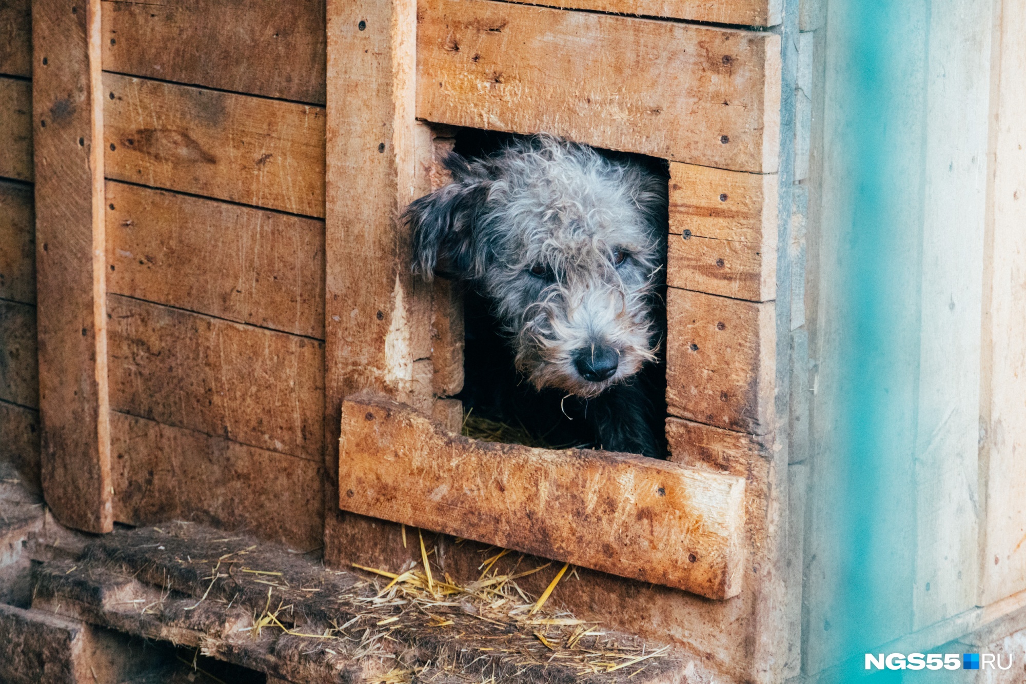 Прокуратура нашла нарушения в приюте для собак «Рыжая моська» в Чите
