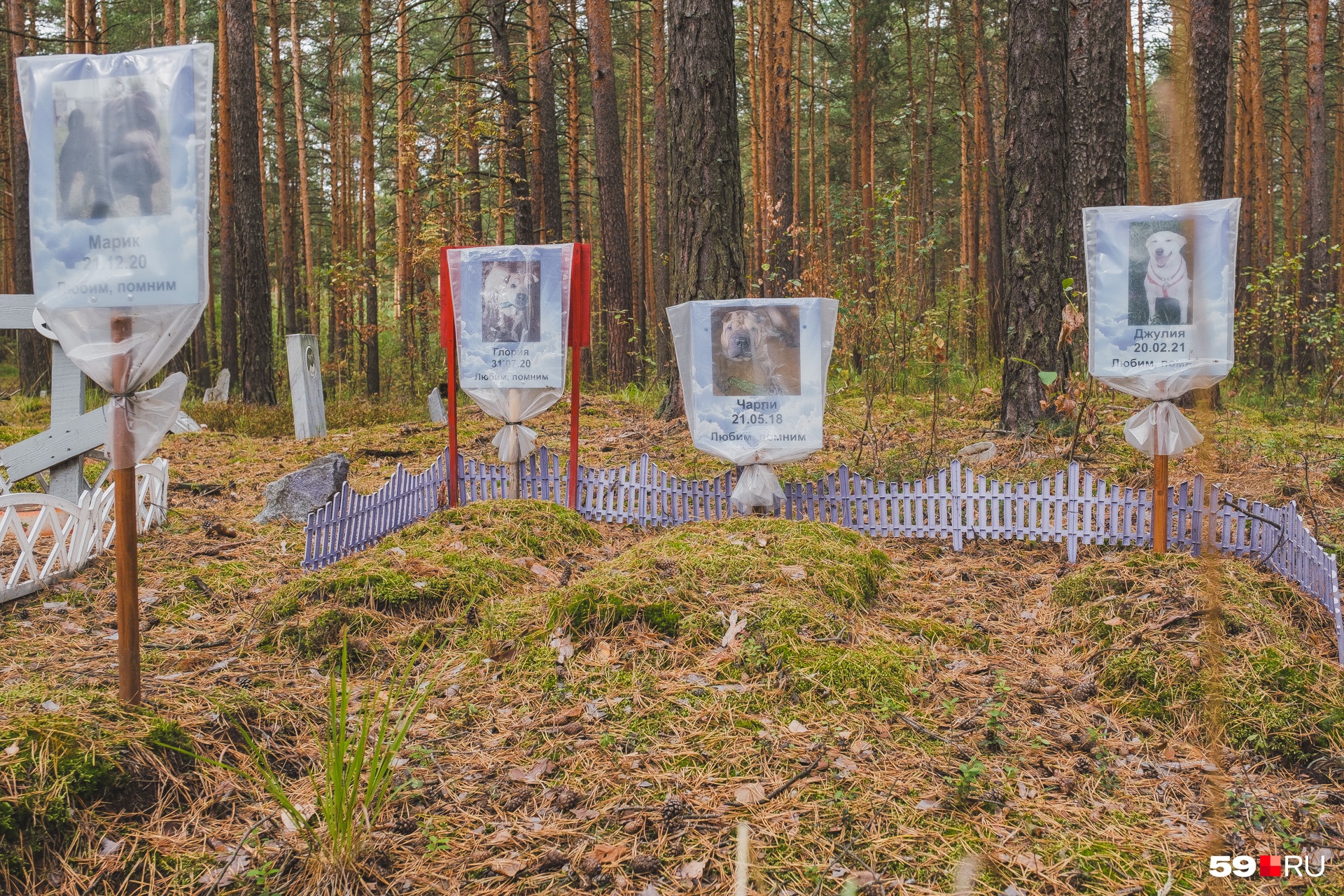 Кажется, все эти песели из одной семьи Кажется, все эти песели из одной семьи
