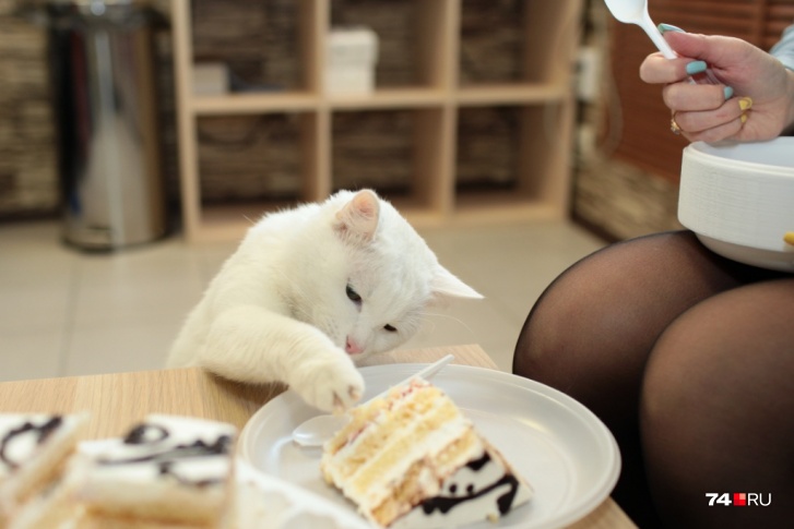 Вот так кота кормить не надо, хоть вы его и очень любите Вот так кота кормить не надо, хоть вы его и очень любите