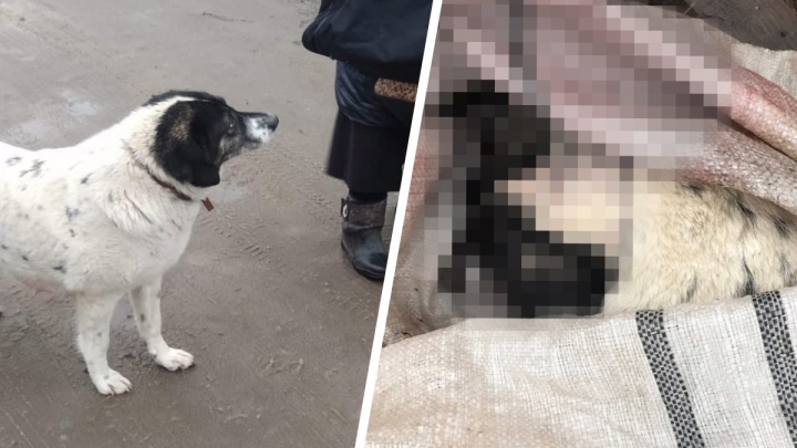 «Двуногая мерзость»: в Ярославле неизвестные жестоко убили собаку, которая три недели назад родила щенков