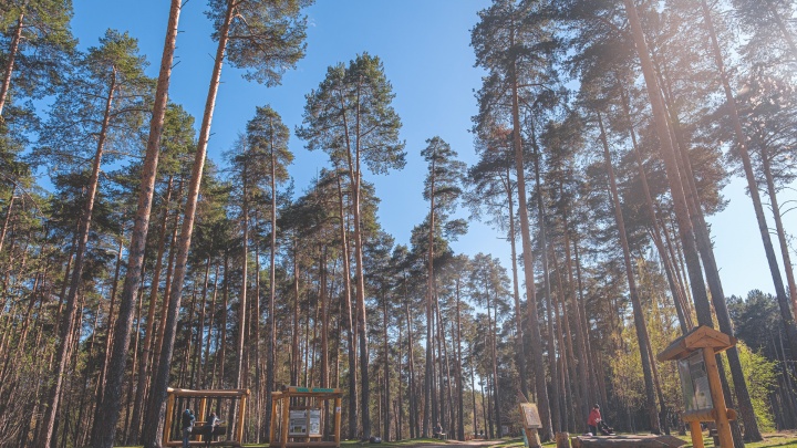 К 300-летию Перми в Черняевском лесу построят велодорожки, а в Балатовском парке — новый скейт-парк