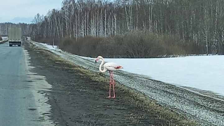 Под Тюменью водители заметили фламинго. Видео