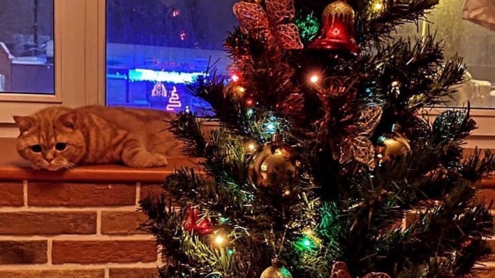 Какие елки украшают квартиры пермяков: публикуем фото, которые прислали читатели 59.RU