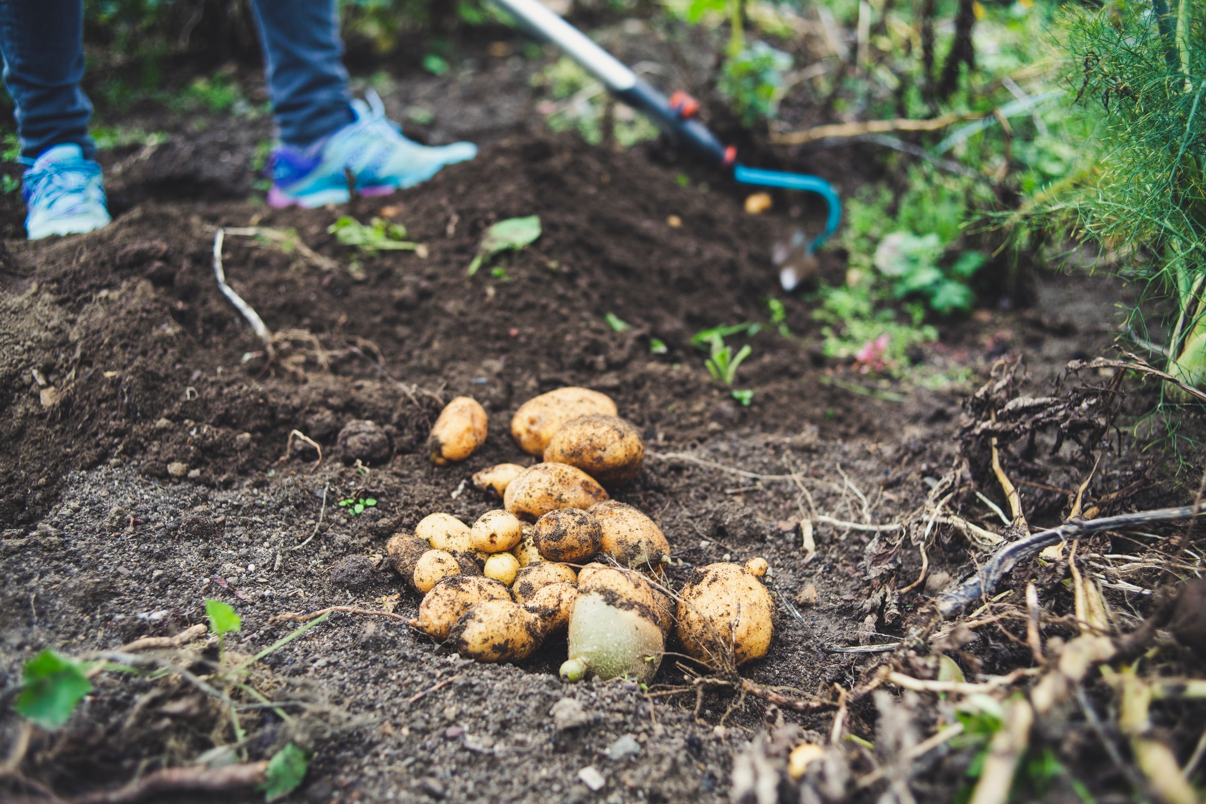 Картофель даст хороший урожай только в рыхлой земле