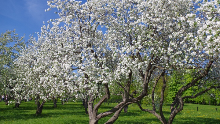 Белки, беседки и цветущие яблони. 5 лучших садов Москвы для отдыха и фотосессий