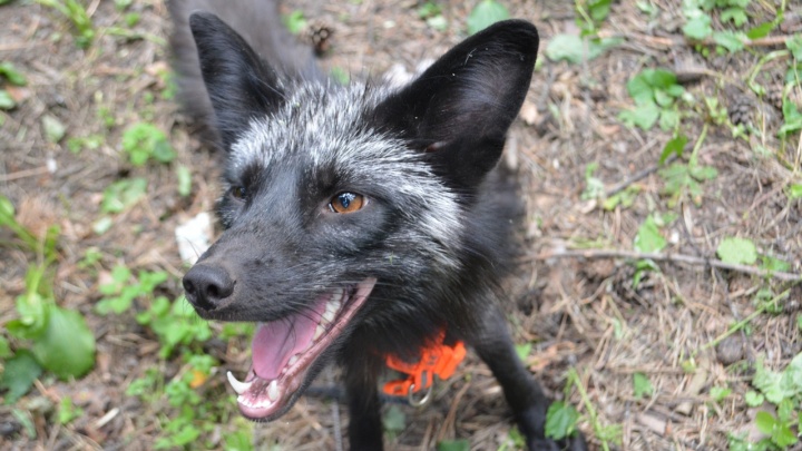 «Не пытайтесь поймать»: в Екатеринбурге потерялся домашний черный лис